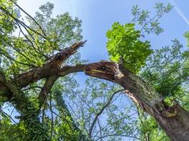 自然灾害照片中风暴损坏的树木